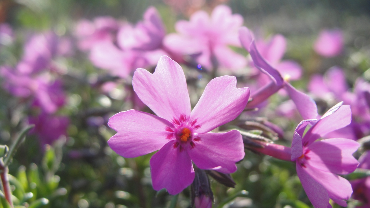 Rosa Blume in Tilt-Shift-Linse. Wallpaper in 1280x720 Resolution