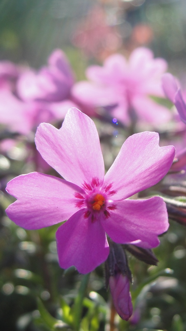 Rosa Blume in Tilt-Shift-Linse. Wallpaper in 720x1280 Resolution