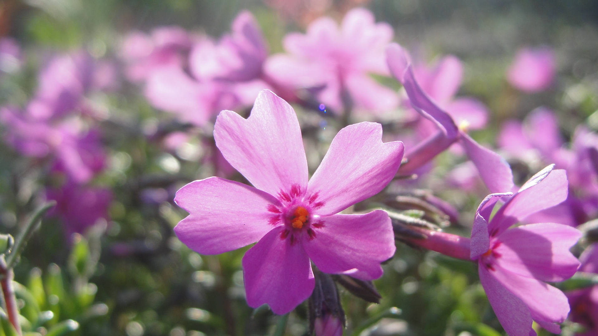 Pink Flower in Tilt Shift Lens. Wallpaper in 1920x1080 Resolution
