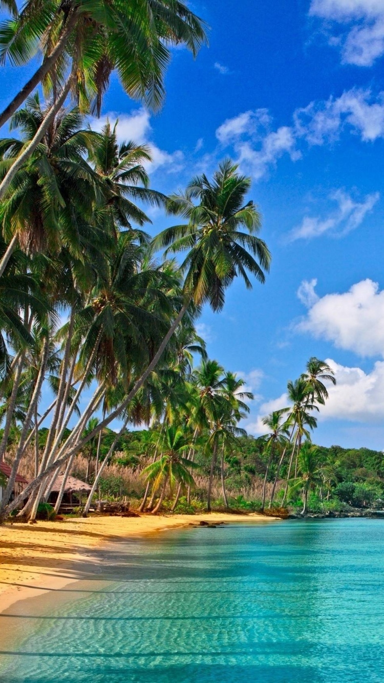 Palmeras Verdes en la Playa Durante el Día. Wallpaper in 750x1334 Resolution
