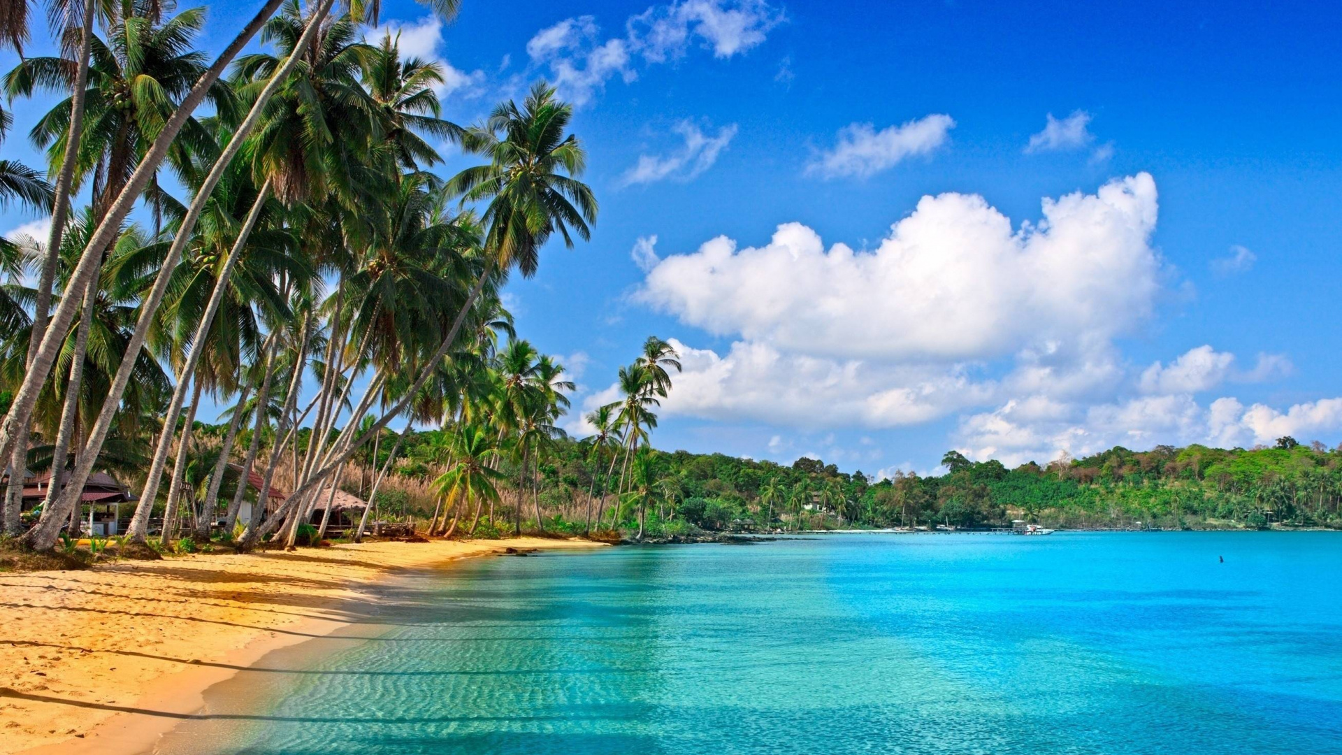 Green Palm Trees on Beach During Daytime. Wallpaper in 1920x1080 Resolution