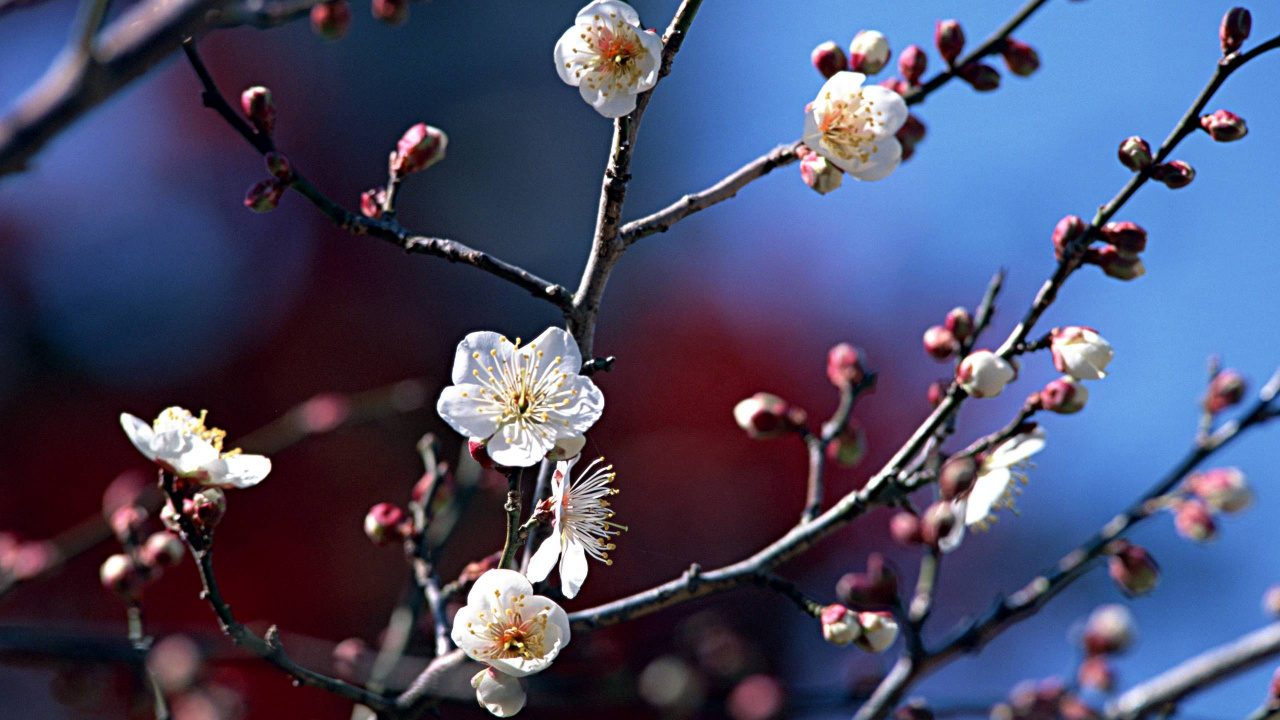 Weiße Kirschblüte in Nahaufnahme. Wallpaper in 1280x720 Resolution