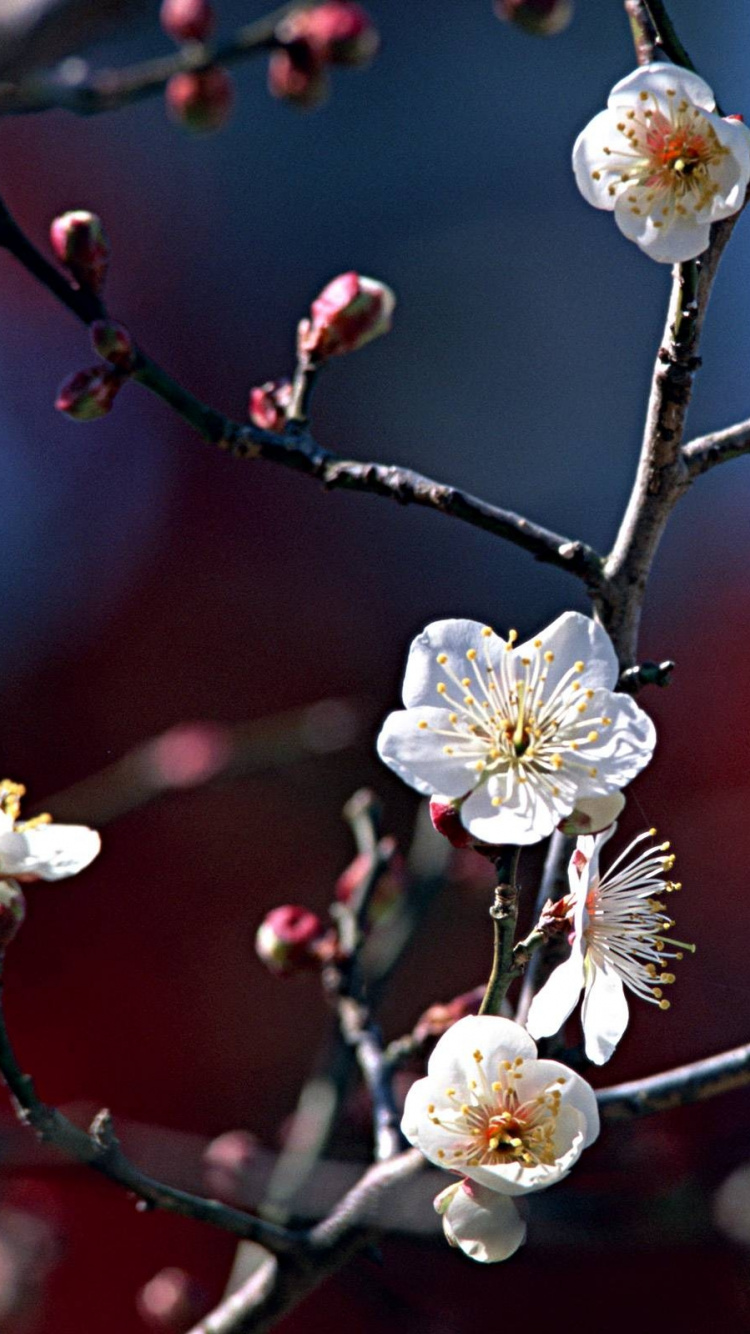 White Cherry Blossom in Close up Photography. Wallpaper in 750x1334 Resolution