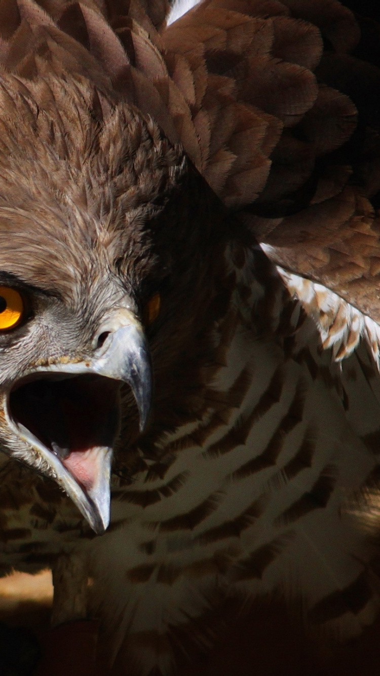 Braun-weißer Adler Auf Braunem Ast. Wallpaper in 750x1334 Resolution