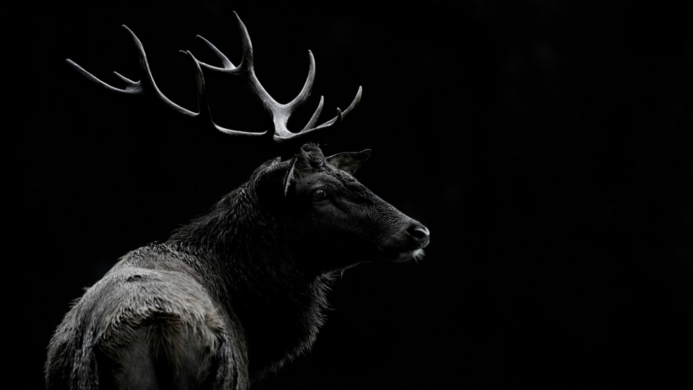 Animal Noir et Blanc Aux Ailes Blanches. Wallpaper in 1366x768 Resolution