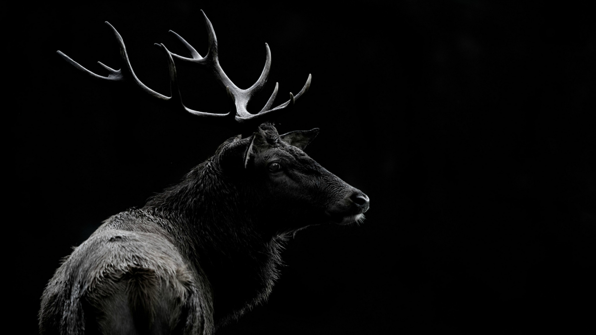 Animal Noir et Blanc Aux Ailes Blanches. Wallpaper in 1920x1080 Resolution