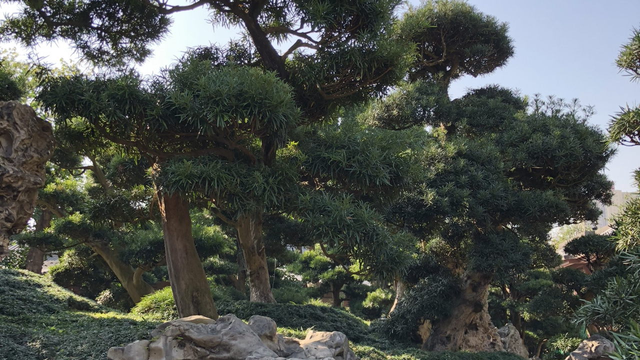 Vegetation, Heideflächen, Biome, Ökologie, Stamm. Wallpaper in 1280x720 Resolution