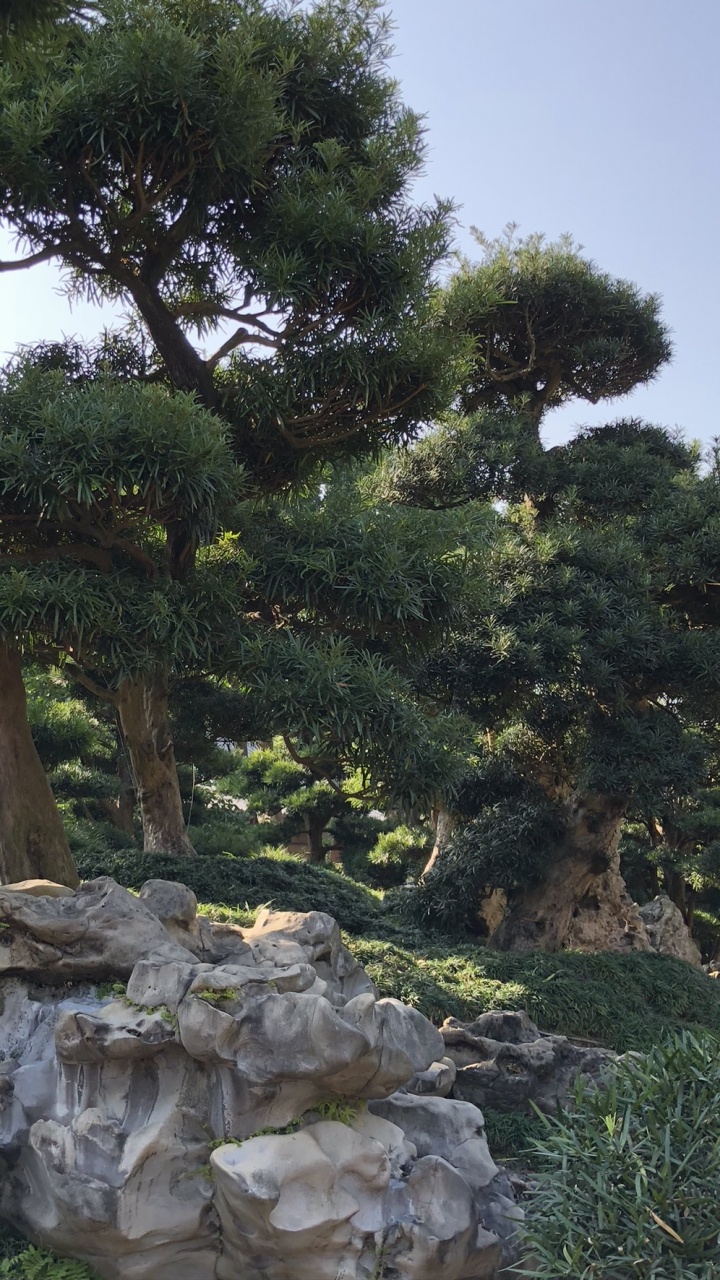 Vegetation, Heideflächen, Biome, Ökologie, Stamm. Wallpaper in 720x1280 Resolution