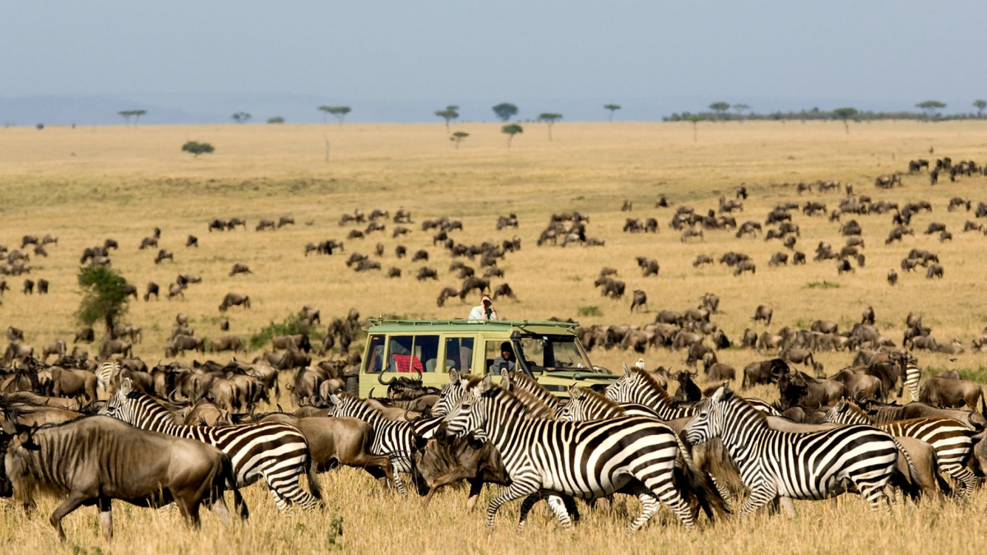 Zebra Auf Braunem Grasfeld Tagsüber. Wallpaper in 1920x1080 Resolution