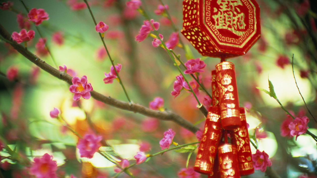 中国, 粉红色, 弹簧, 开花, 中国农历新年 壁纸 1280x720 允许