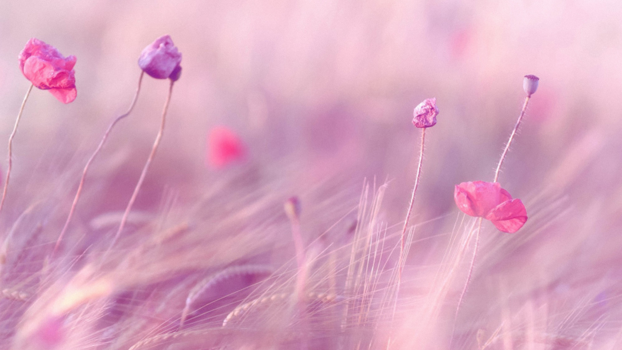 Fleur Rose en Objectif Macro. Wallpaper in 1280x720 Resolution