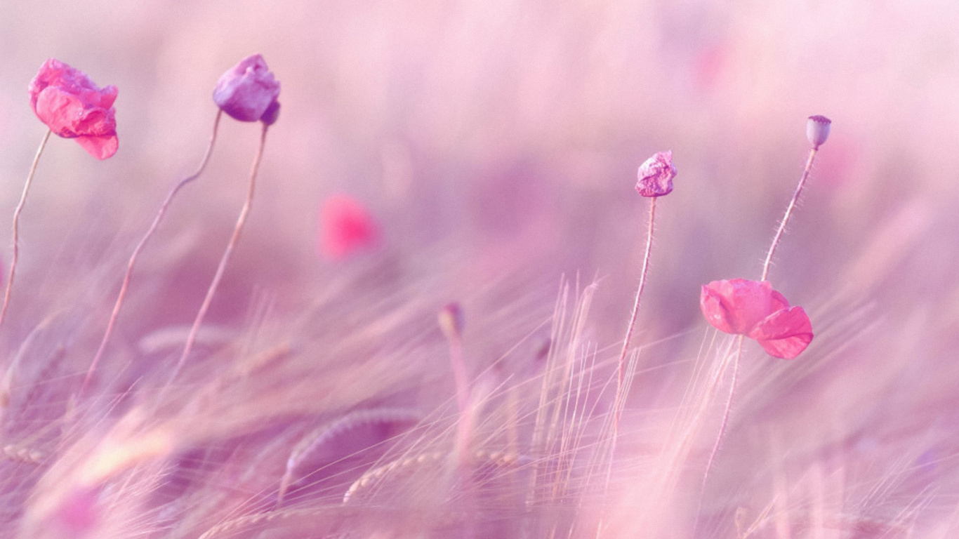 Fleur Rose en Objectif Macro. Wallpaper in 1366x768 Resolution