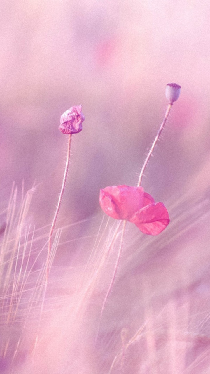 Fleur Rose en Objectif Macro. Wallpaper in 720x1280 Resolution