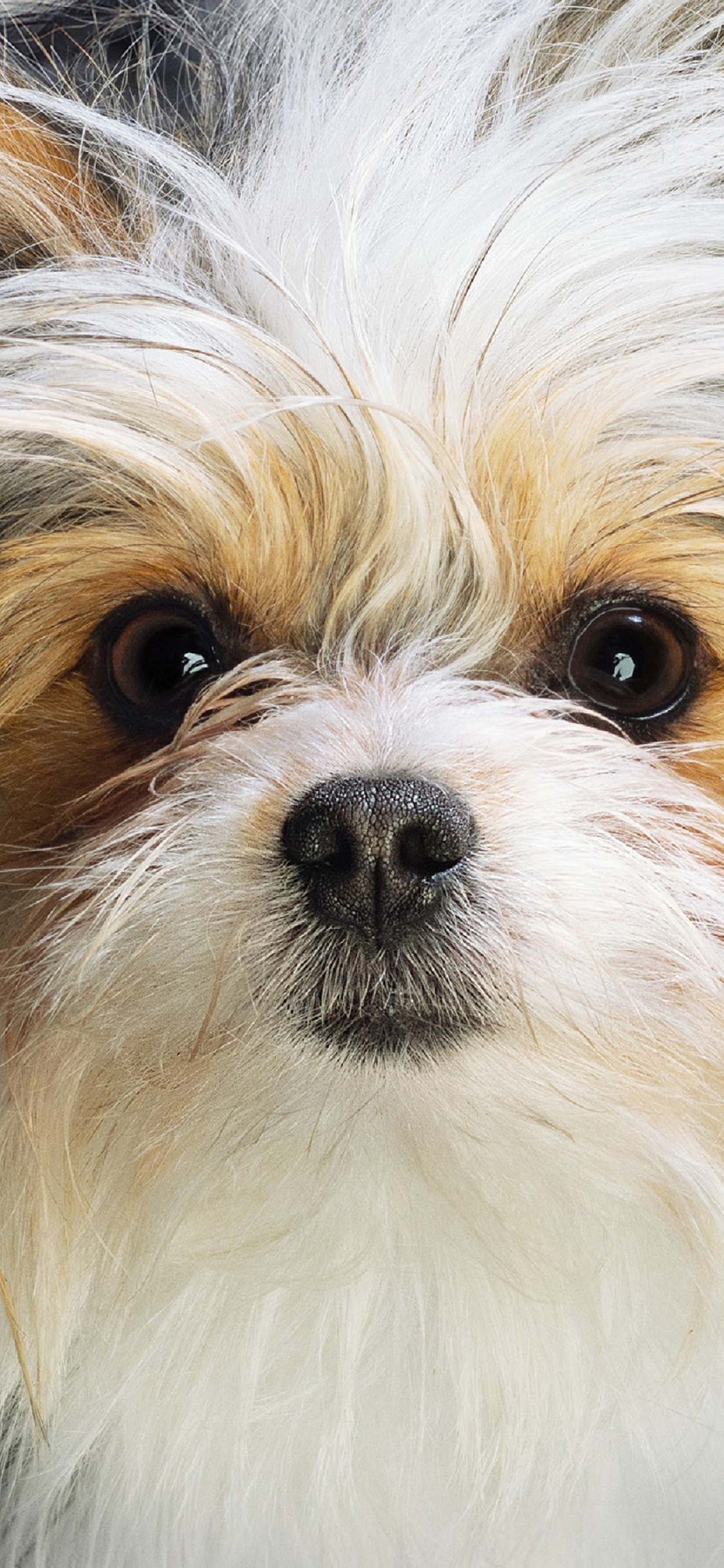 Hundereise, Hund, Universal Pictures, Hunderasse, Carnivore. Wallpaper in 1125x2436 Resolution