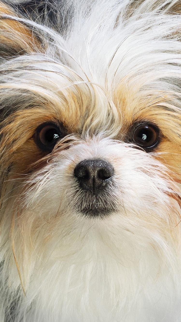 Hundereise, Hund, Universal Pictures, Hunderasse, Carnivore. Wallpaper in 750x1334 Resolution