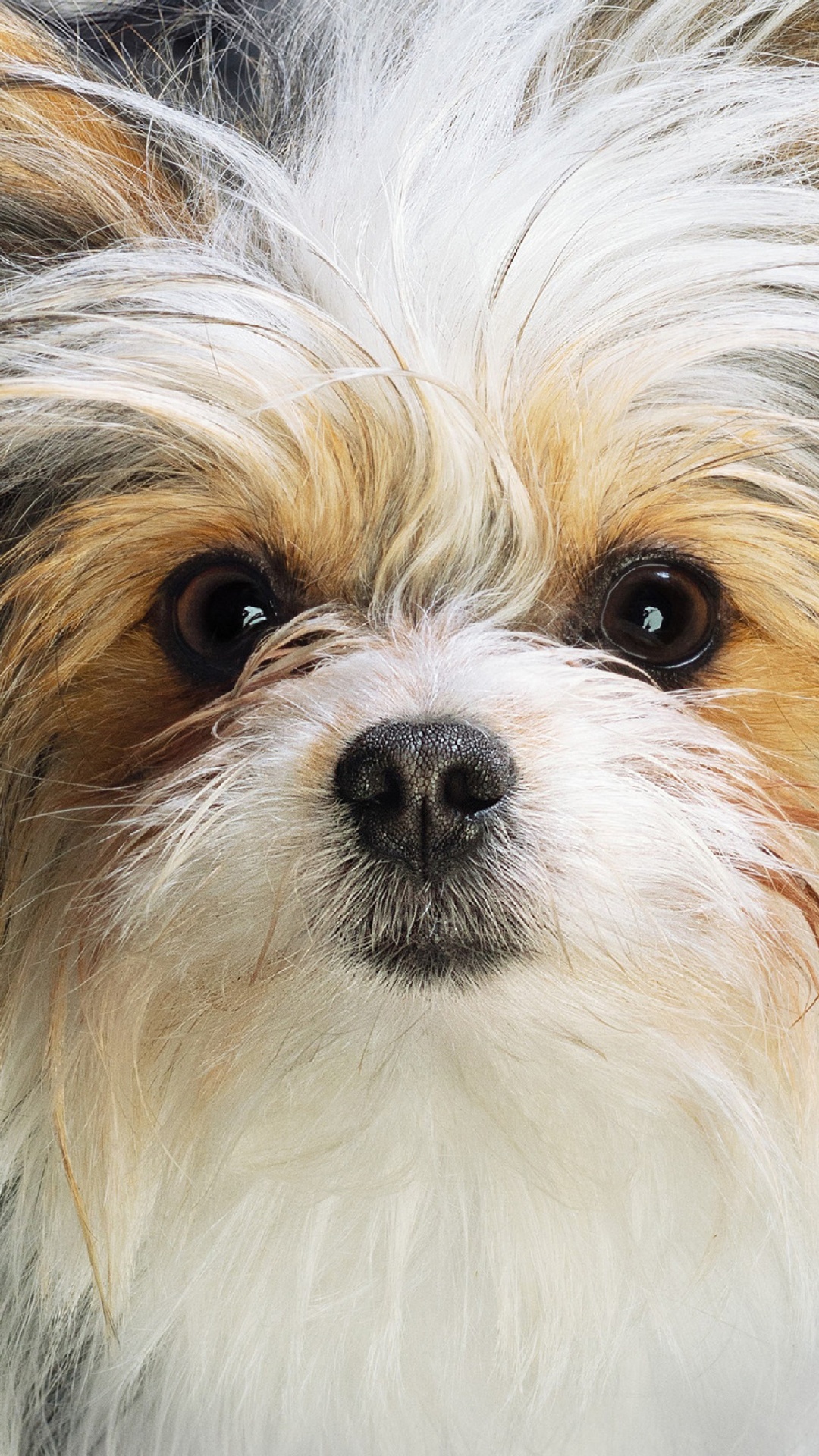 Voyage de Chiens, Chien, Universal Pictures, Race de Chien, Carnivores. Wallpaper in 1080x1920 Resolution