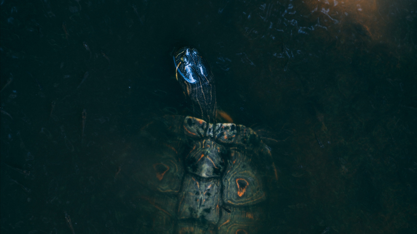 Ilustración de Cráneo Blanco y Negro. Wallpaper in 1366x768 Resolution