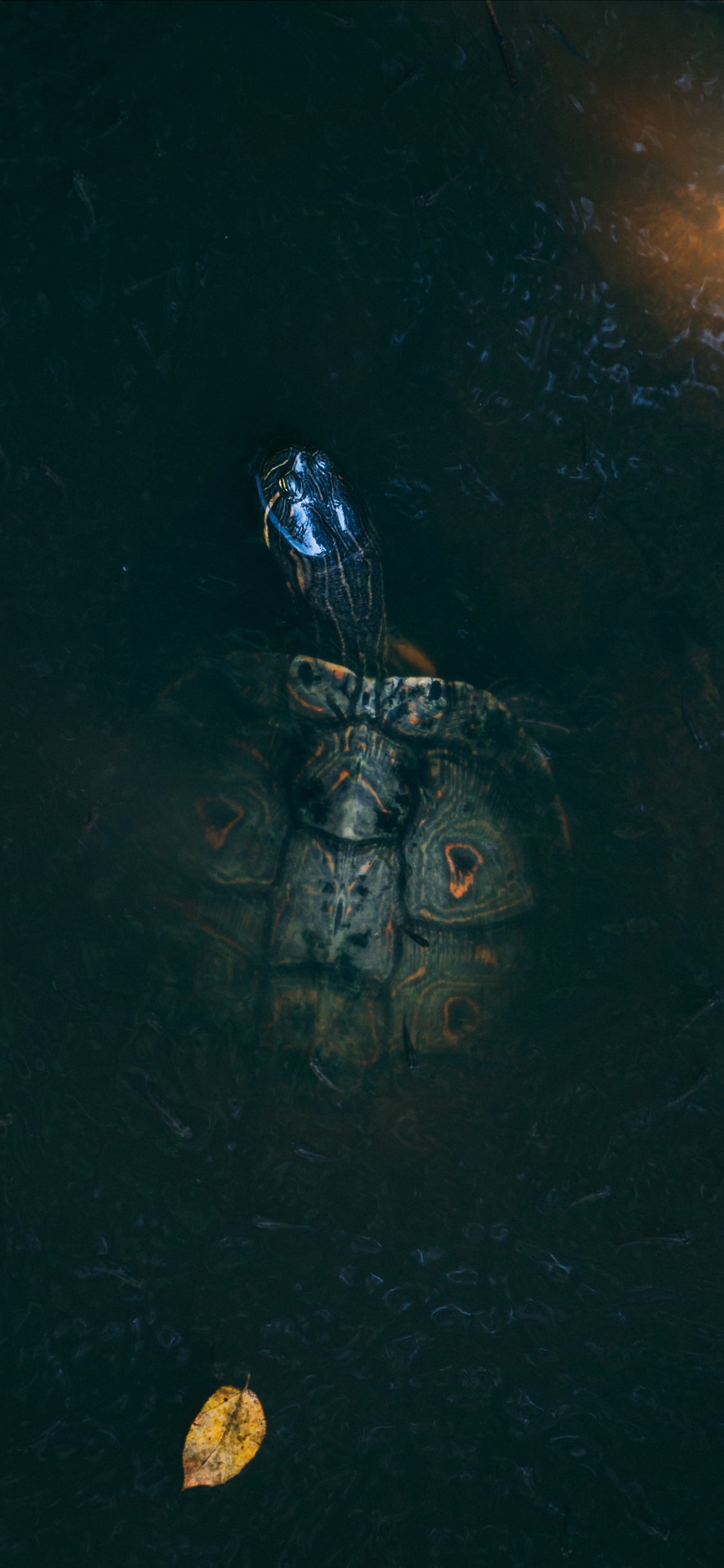 Illustration de Crâne Noir et Blanc. Wallpaper in 1125x2436 Resolution