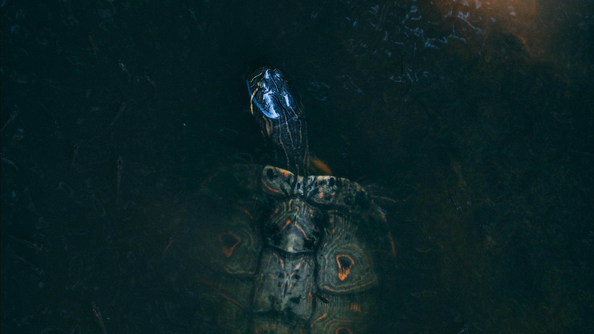 Black and White Skull Illustration. Wallpaper in 1920x1080 Resolution