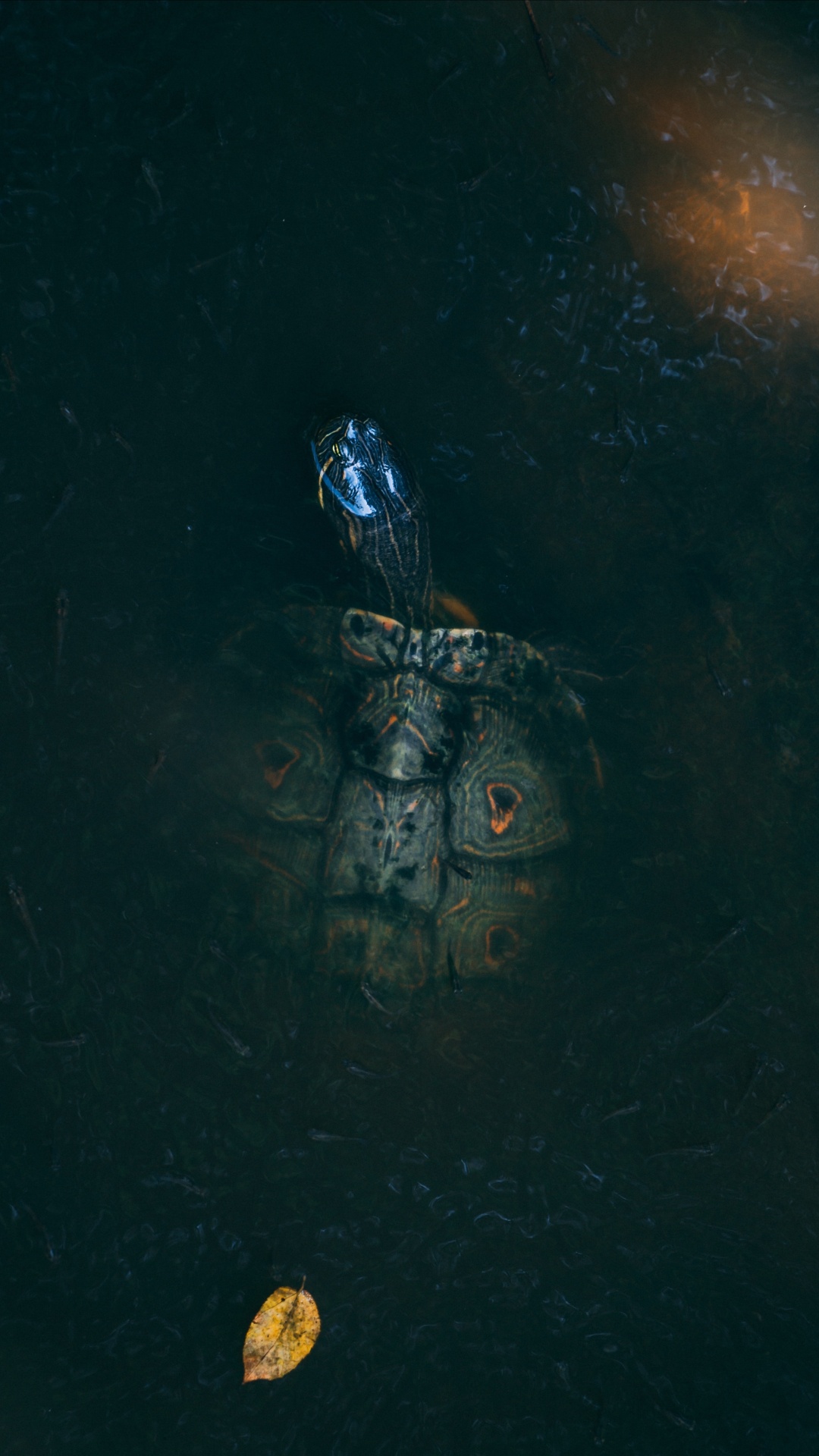 Schwarz-weiße Schädelillustration. Wallpaper in 1080x1920 Resolution