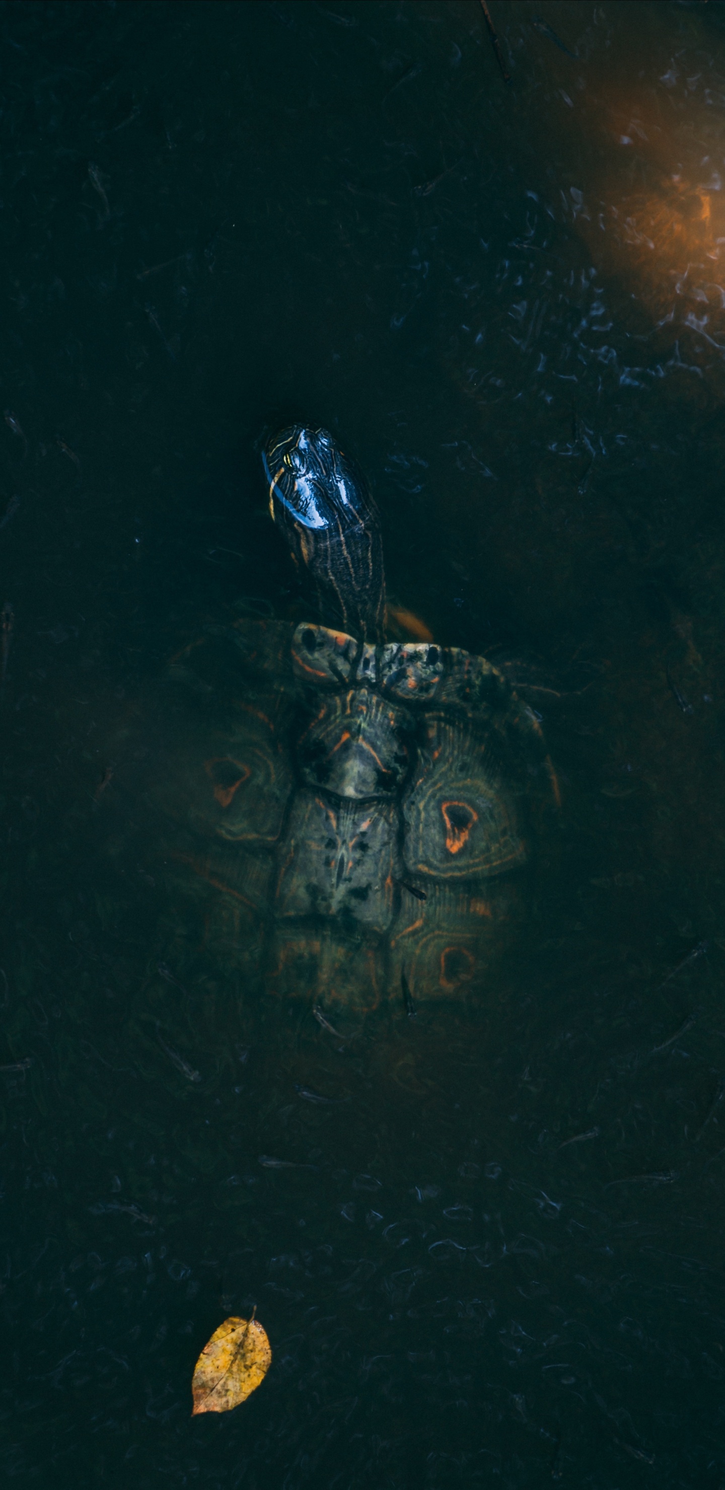 Schwarz-weiße Schädelillustration. Wallpaper in 1440x2960 Resolution