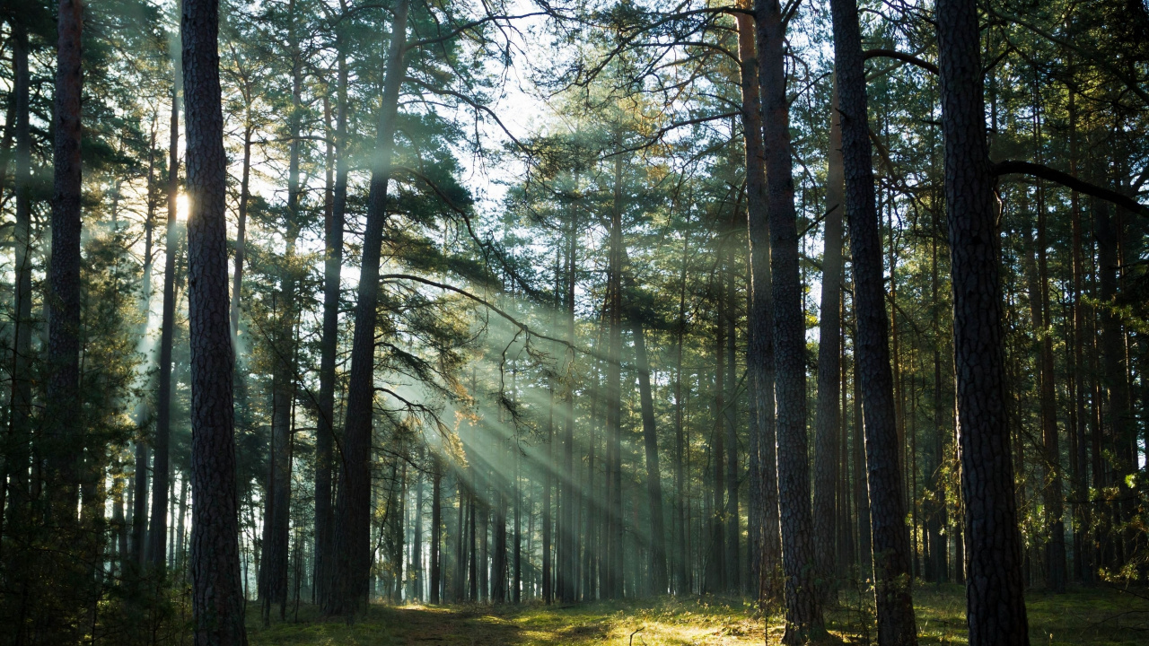 Tagsüber Grüne Bäume Auf Grüner Wiese Field. Wallpaper in 1280x720 Resolution