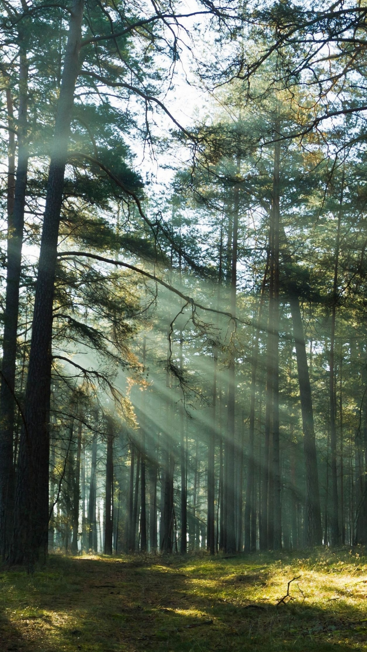Tagsüber Grüne Bäume Auf Grüner Wiese Field. Wallpaper in 750x1334 Resolution