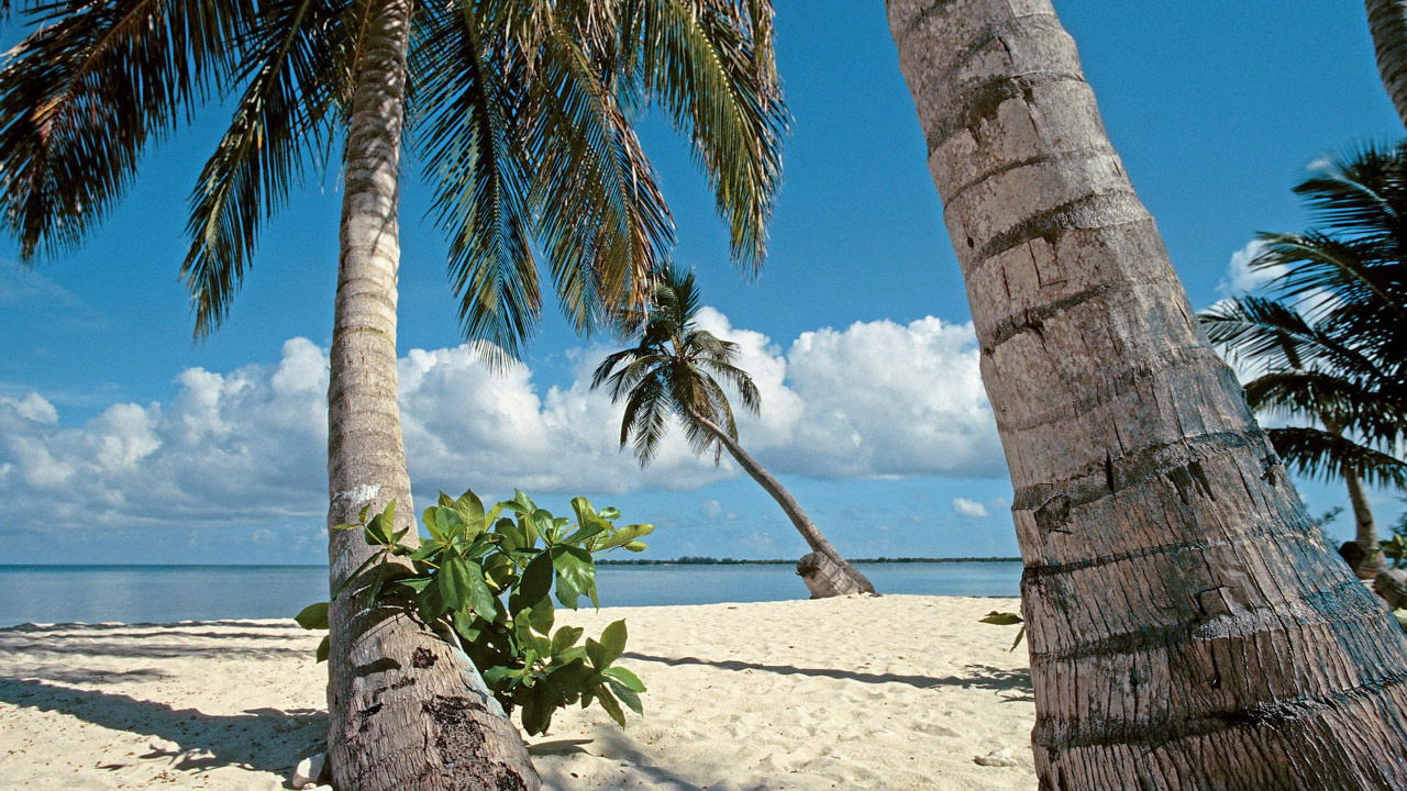 Brown Tree Trunk on White Sand Beach During Daytime. Wallpaper in 1280x720 Resolution