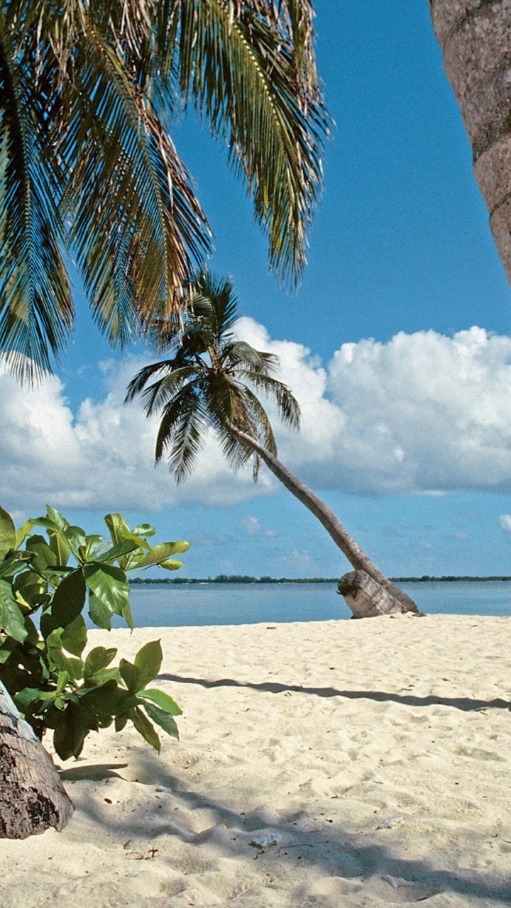 Tronc D'arbre Brun Sur la Plage de Sable Blanc Pendant la Journée. Wallpaper in 720x1280 Resolution