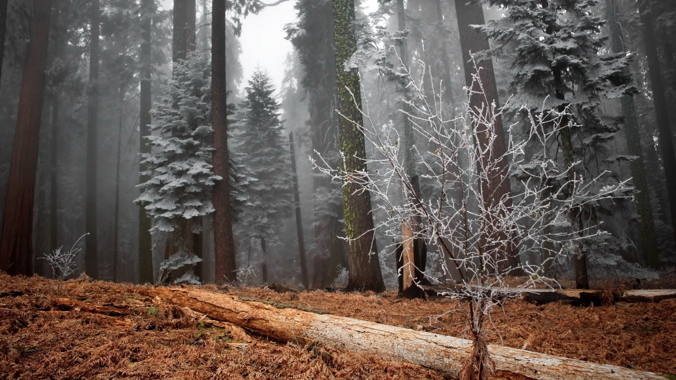 Personne en Veste Noire Marchant Sur la Forêt Pendant la Journée. Wallpaper in 1366x768 Resolution