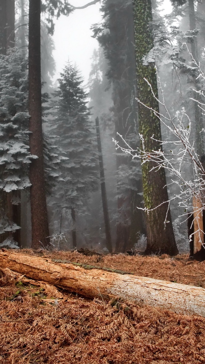 Personne en Veste Noire Marchant Sur la Forêt Pendant la Journée. Wallpaper in 720x1280 Resolution