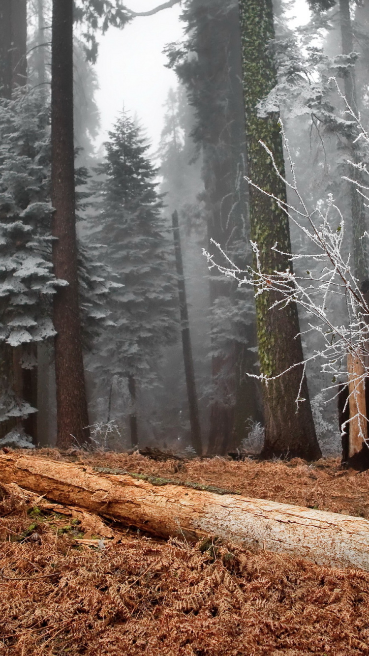 Personne en Veste Noire Marchant Sur la Forêt Pendant la Journée. Wallpaper in 750x1334 Resolution