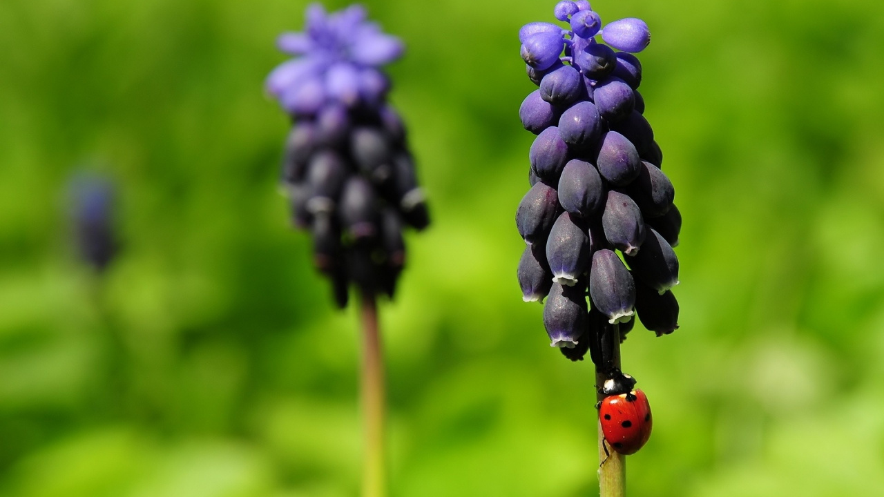 Red Ladybug Perched on Purple Flower in Close up Photography During Daytime. Wallpaper in 1280x720 Resolution