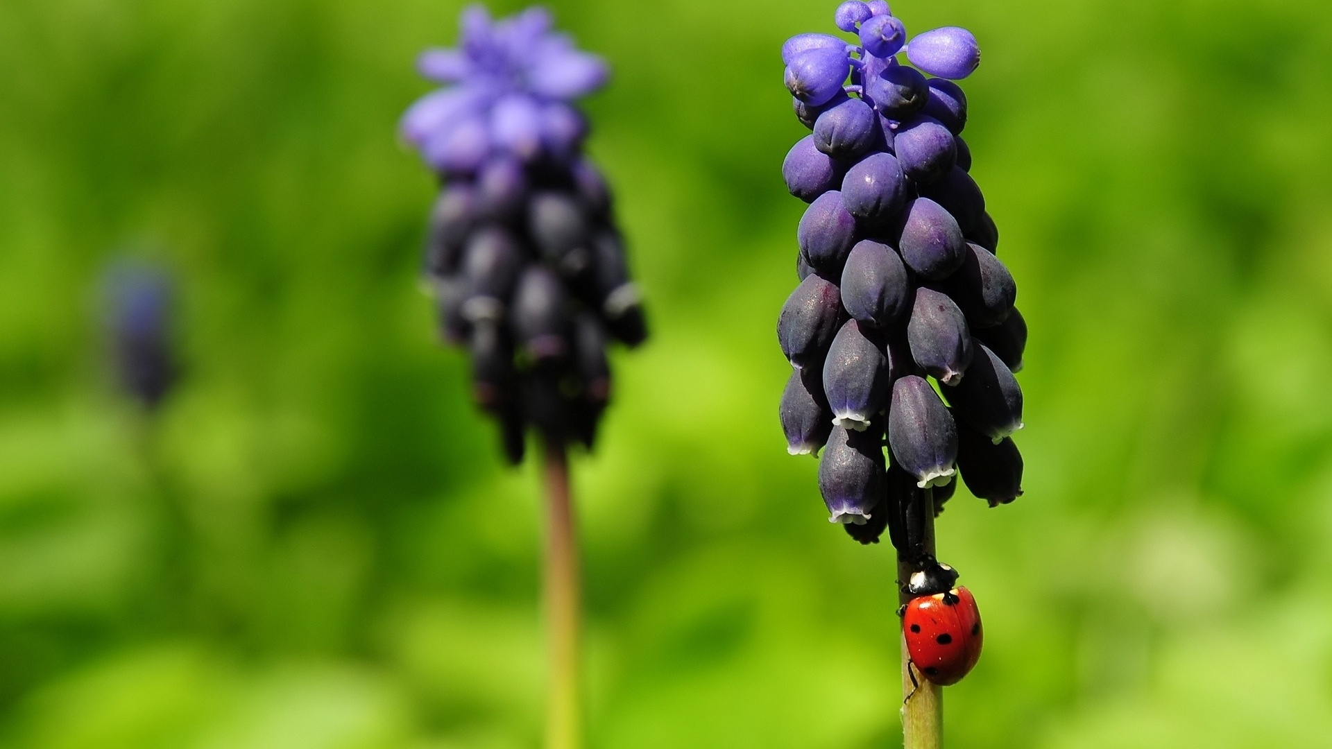 Red Ladybug Perched on Purple Flower in Close up Photography During Daytime. Wallpaper in 1920x1080 Resolution