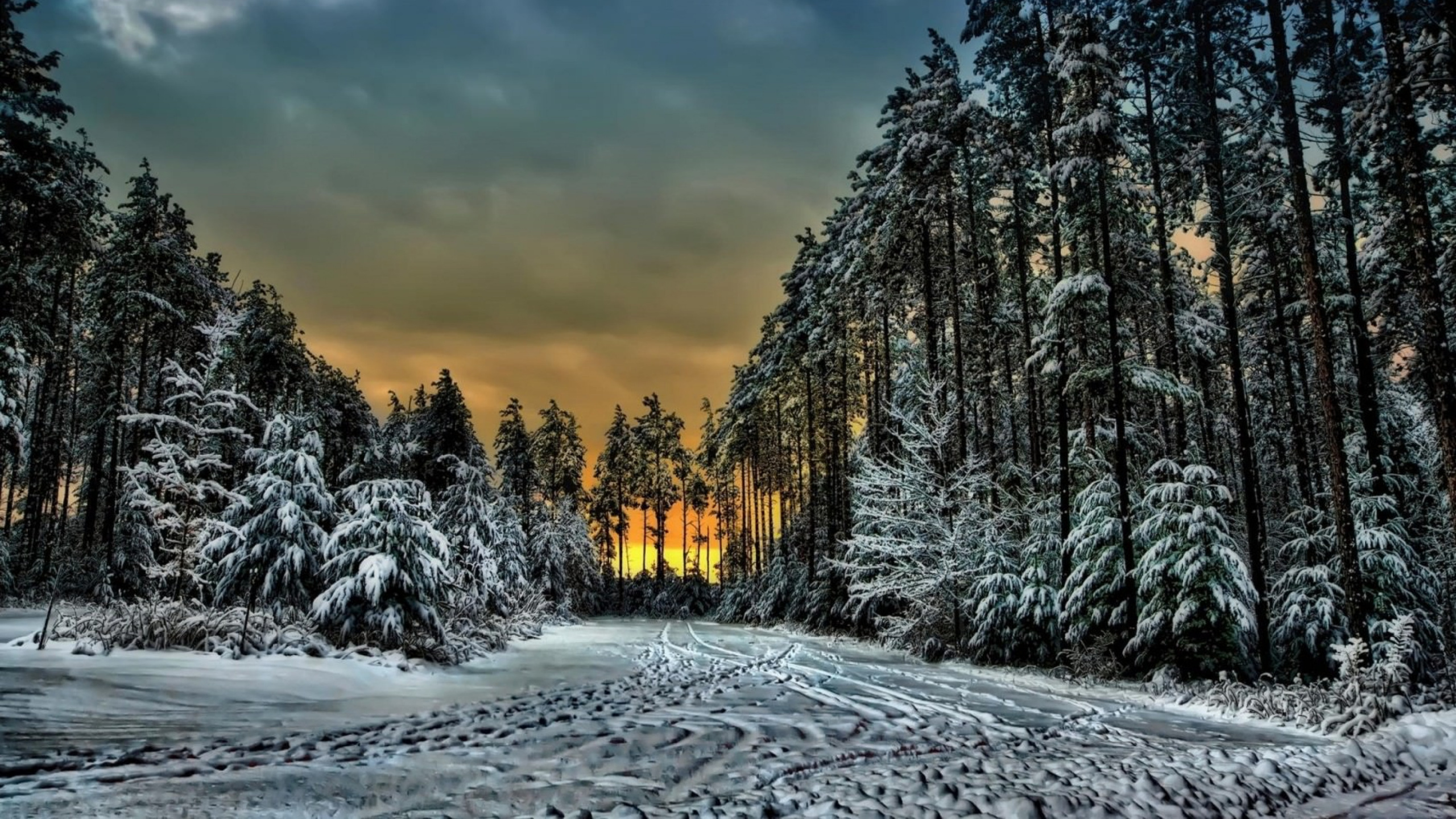 Snow Covered Trees Under Cloudy Sky During Daytime. Wallpaper in 2560x1440 Resolution