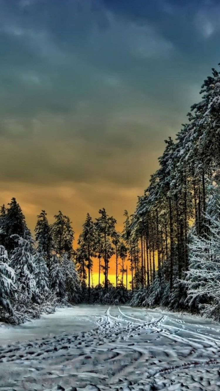 Snow Covered Trees Under Cloudy Sky During Daytime. Wallpaper in 750x1334 Resolution