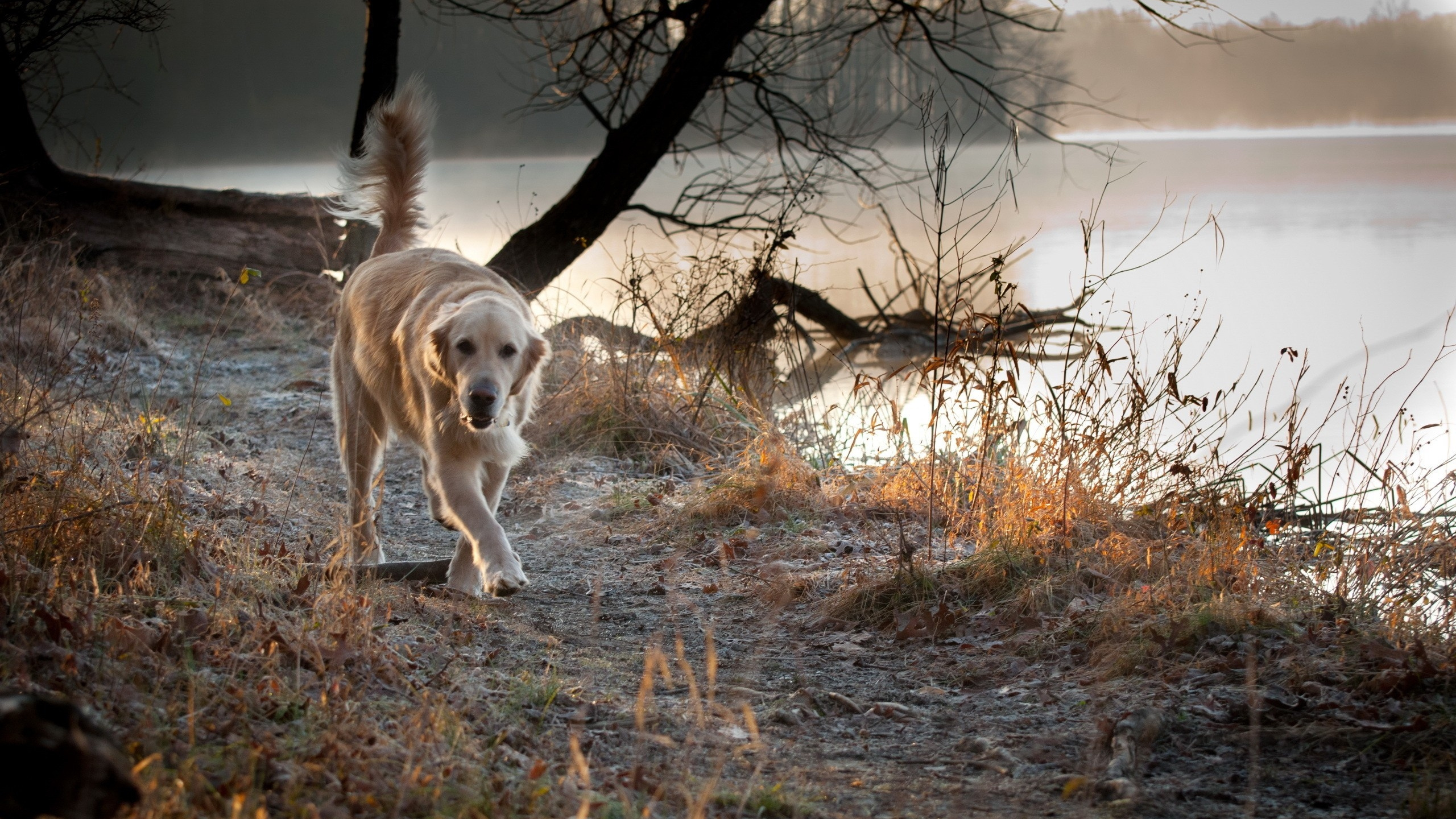 Golden Retriever, Der Tagsüber Auf Einer Braunen Wiese Läuft. Wallpaper in 2560x1440 Resolution