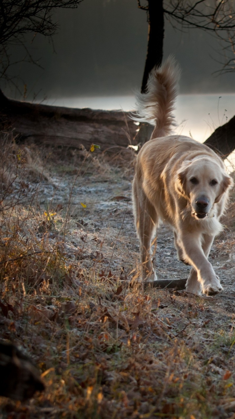 Golden Retriever, Der Tagsüber Auf Einer Braunen Wiese Läuft. Wallpaper in 750x1334 Resolution