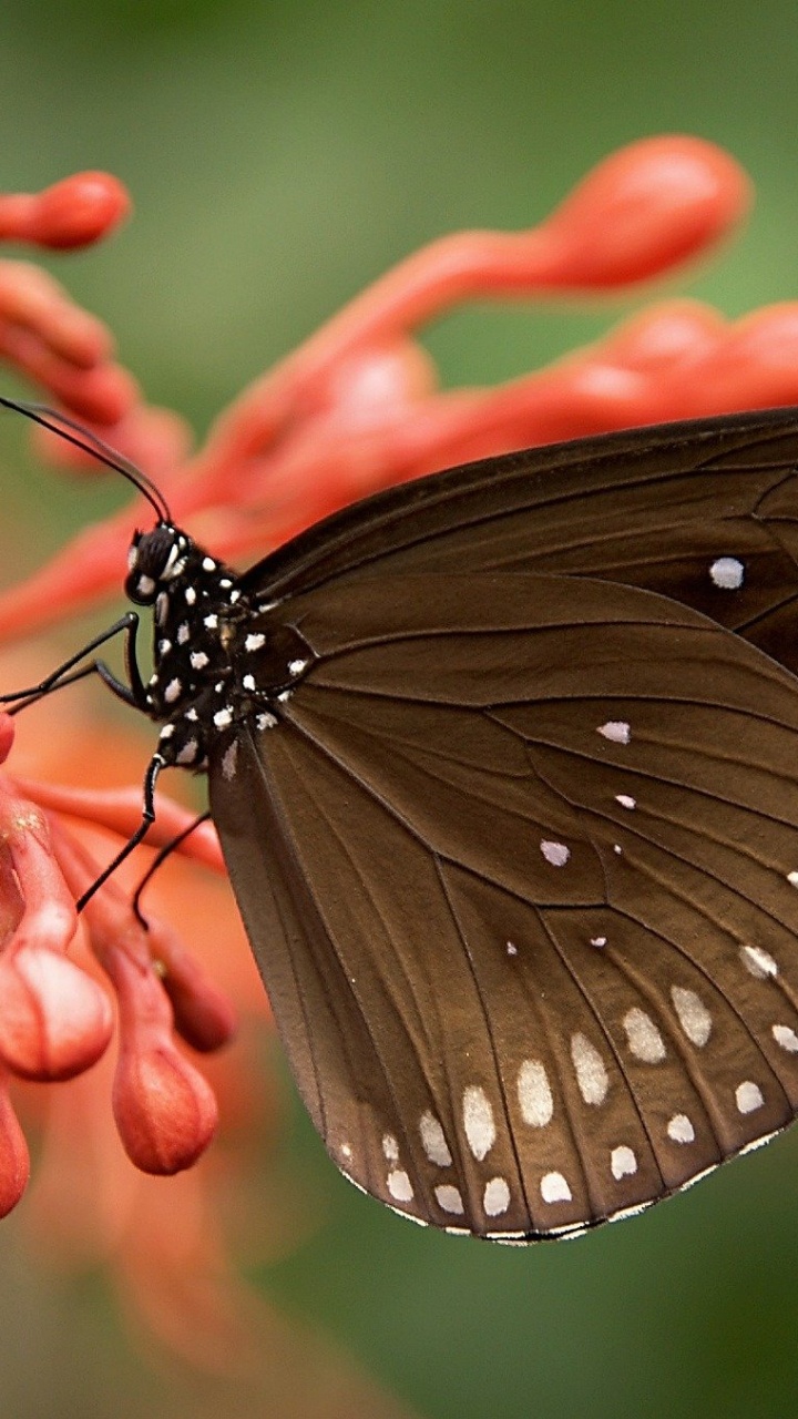 List of Animals With Scales, Wildcat, Invertebrate, Arthropod, Nature. Wallpaper in 720x1280 Resolution