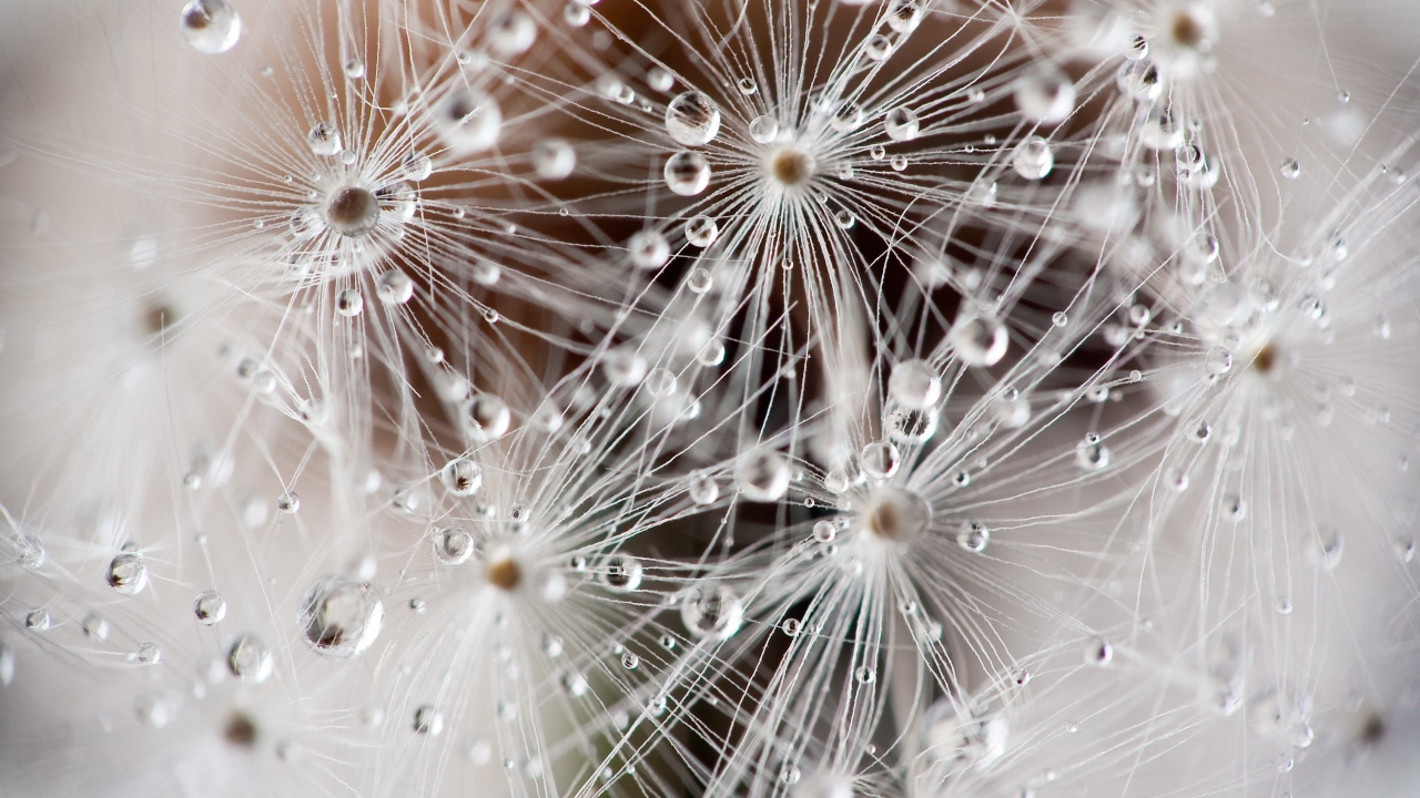 Water Droplets on White Dandelion. Wallpaper in 1280x720 Resolution