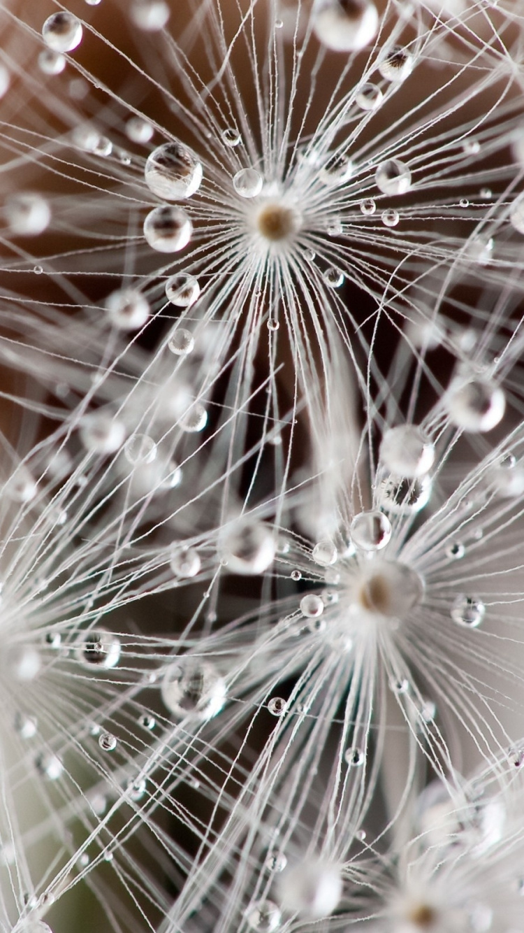 Water Droplets on White Dandelion. Wallpaper in 750x1334 Resolution