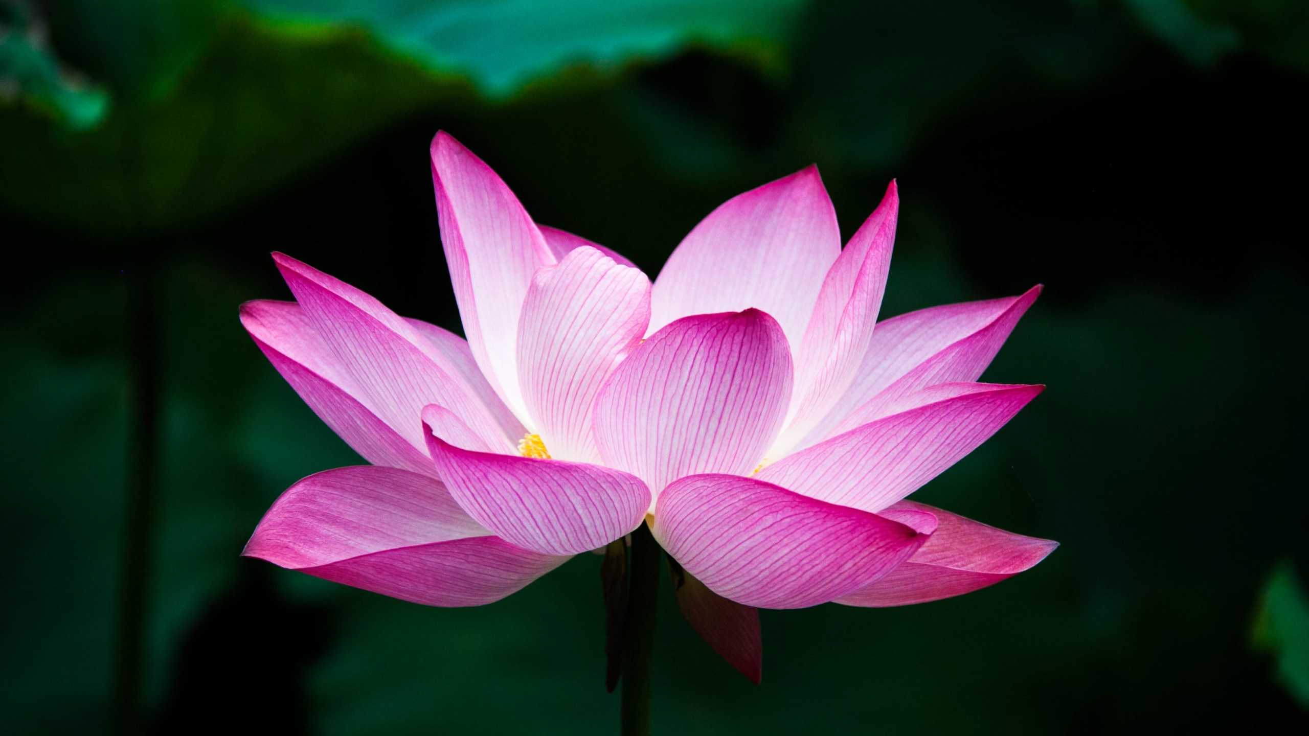 Pink Lotus Flower in Bloom. Wallpaper in 2560x1440 Resolution