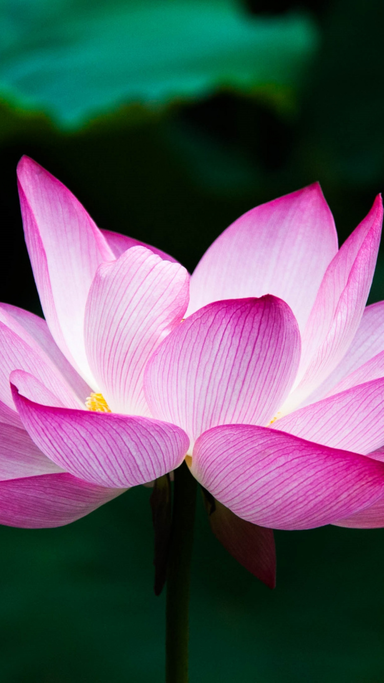 Pink Lotus Flower in Bloom. Wallpaper in 750x1334 Resolution