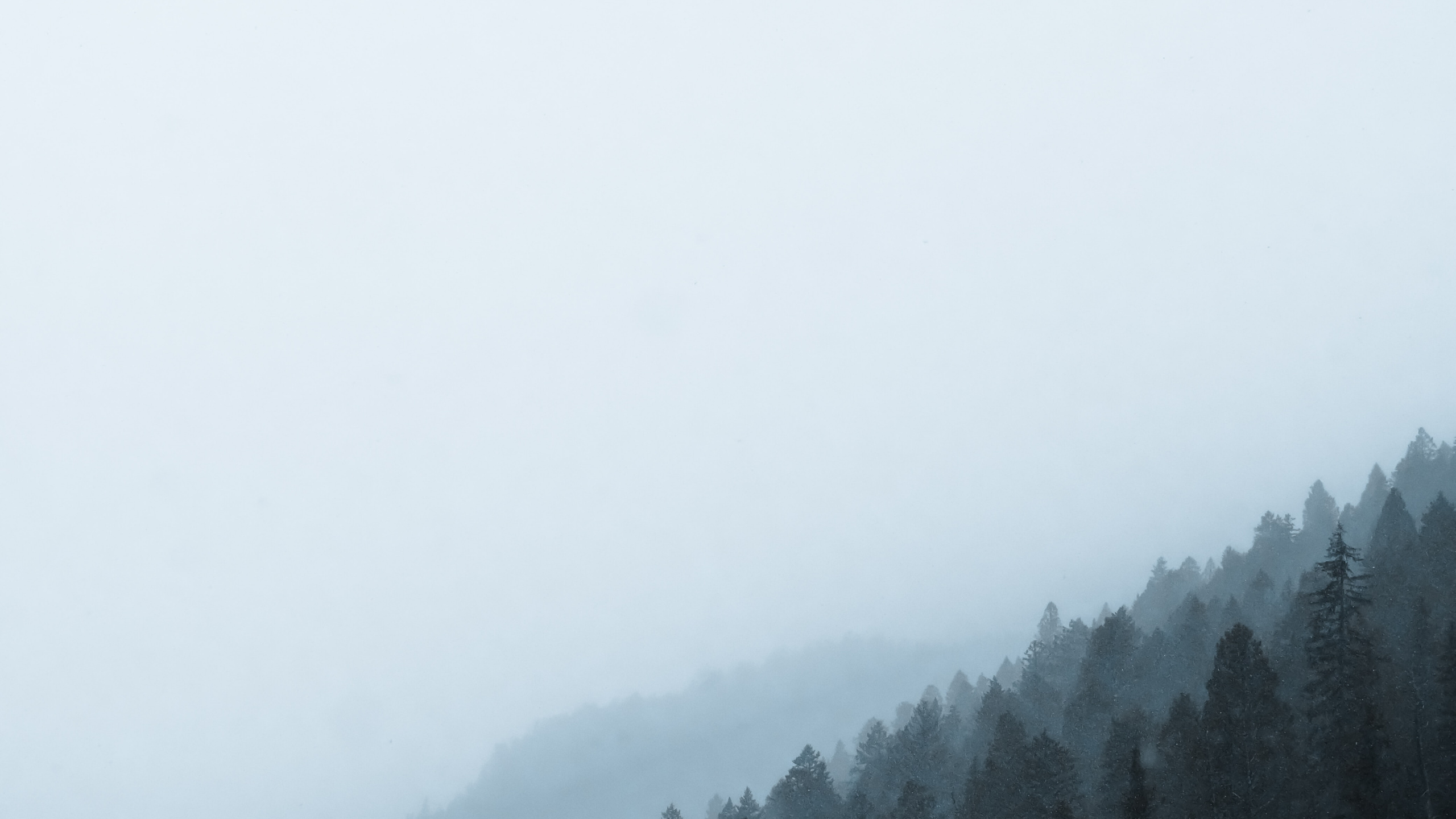 Mañana, Nieve, Neblina, Bruma, Ambiente. Wallpaper in 2560x1440 Resolution