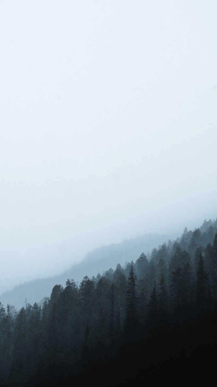 Mañana, Nieve, Neblina, Bruma, Ambiente. Wallpaper in 750x1334 Resolution