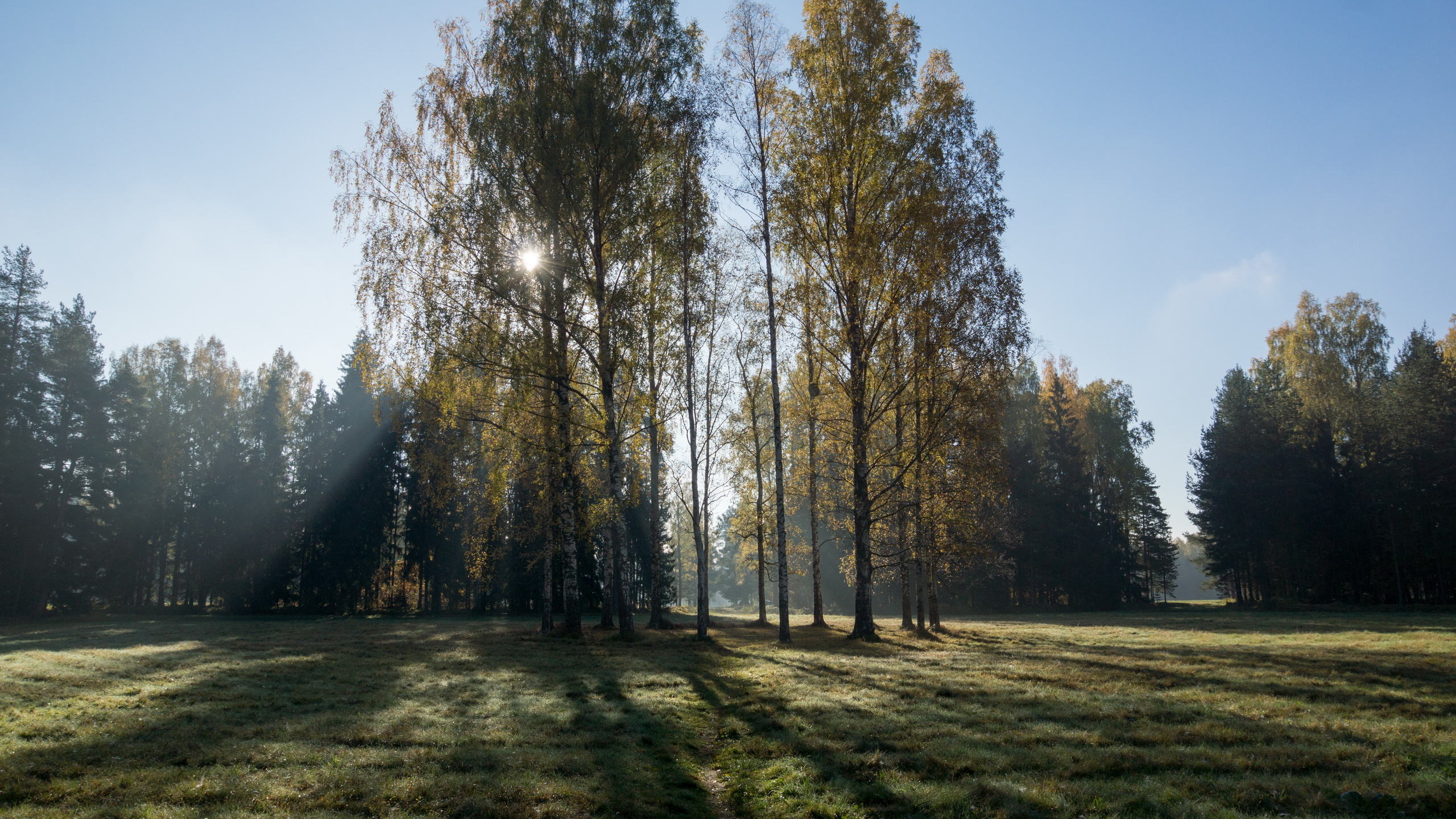 Green Trees on Green Grass Field During Daytime. Wallpaper in 2560x1440 Resolution