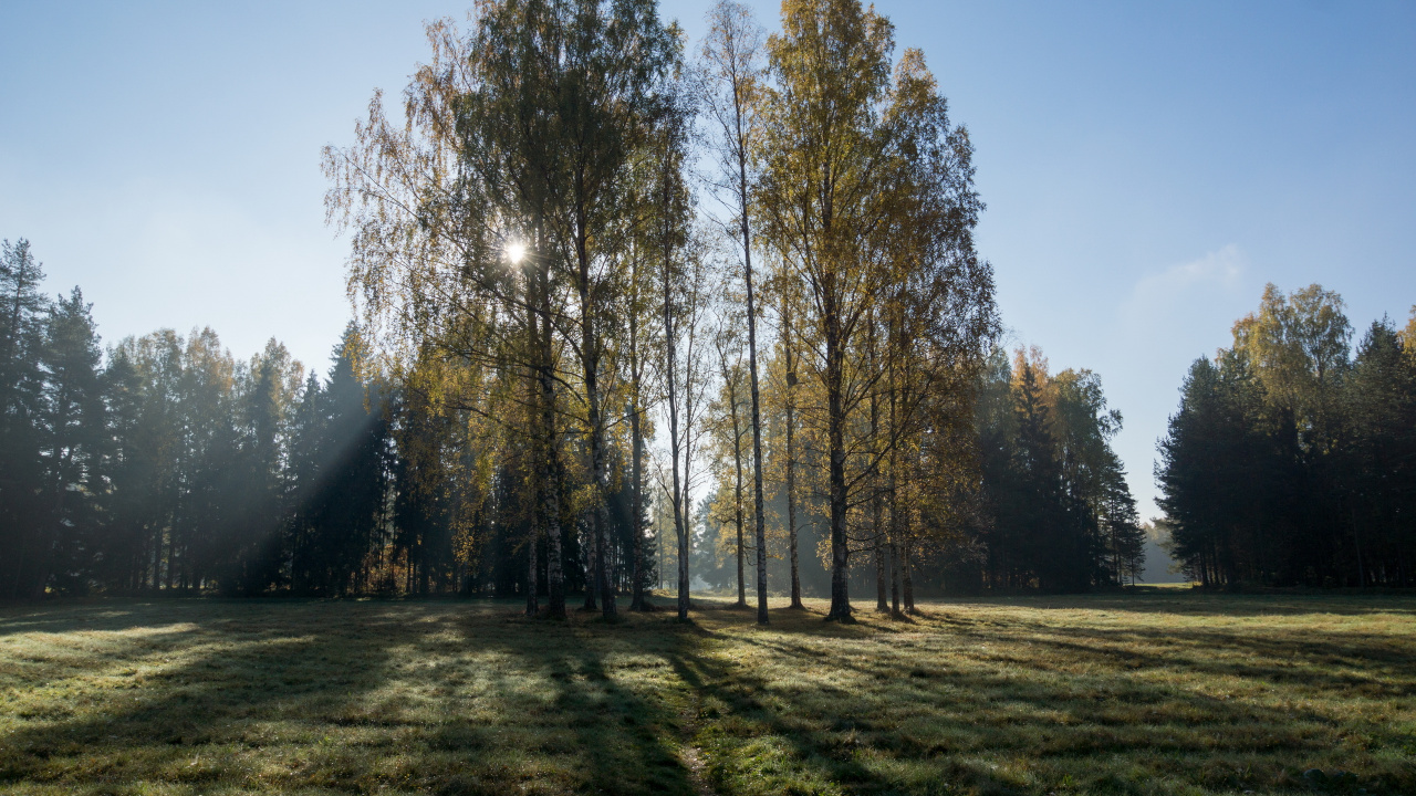 Arbres Verts Sur Terrain D'herbe Verte Pendant la Journée. Wallpaper in 1280x720 Resolution