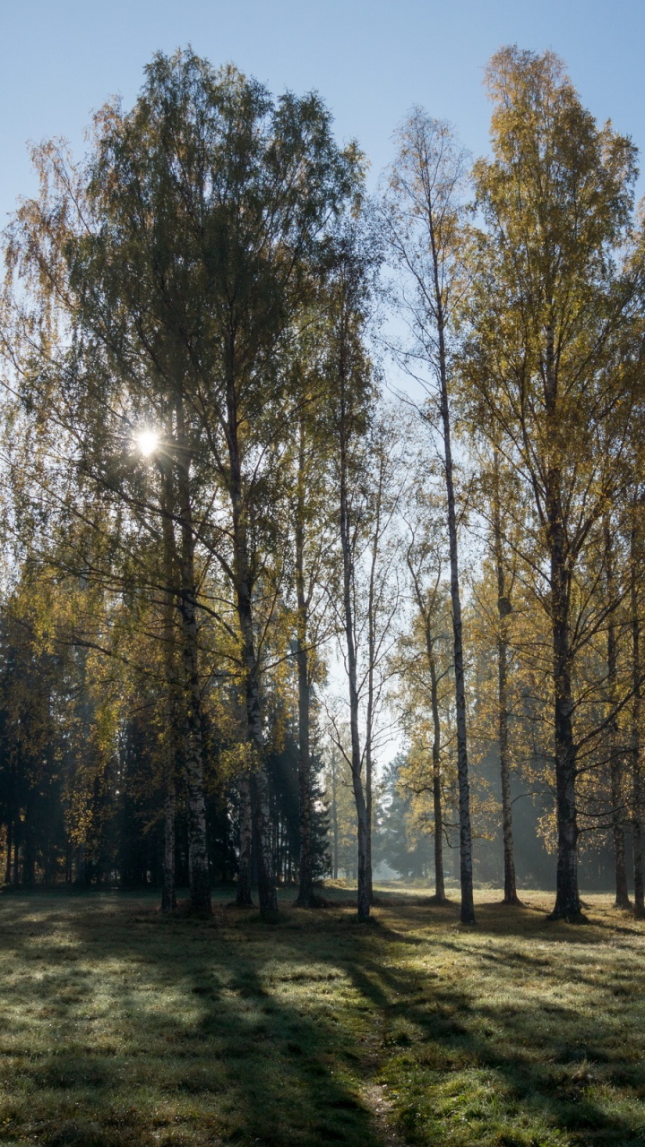 Arbres Verts Sur Terrain D'herbe Verte Pendant la Journée. Wallpaper in 720x1280 Resolution