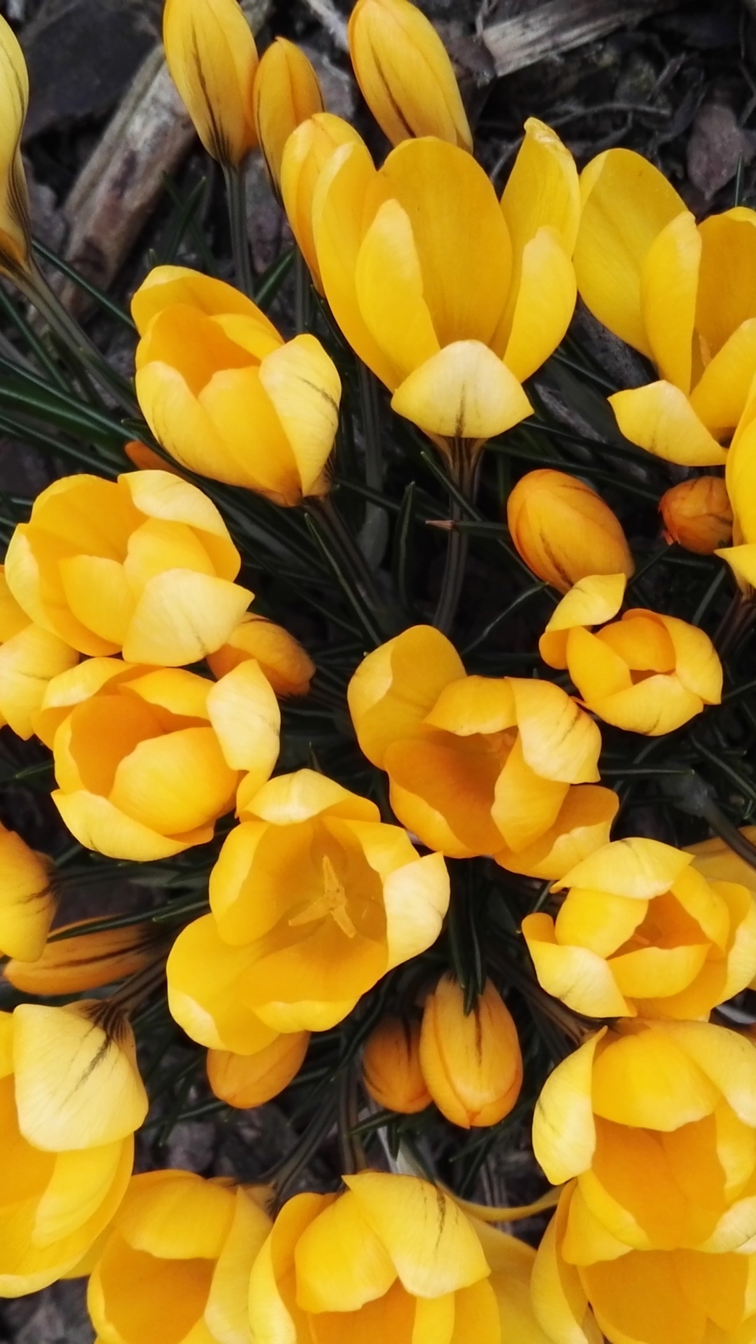 Yellow Daffodils in Bloom During Daytime. Wallpaper in 1080x1920 Resolution