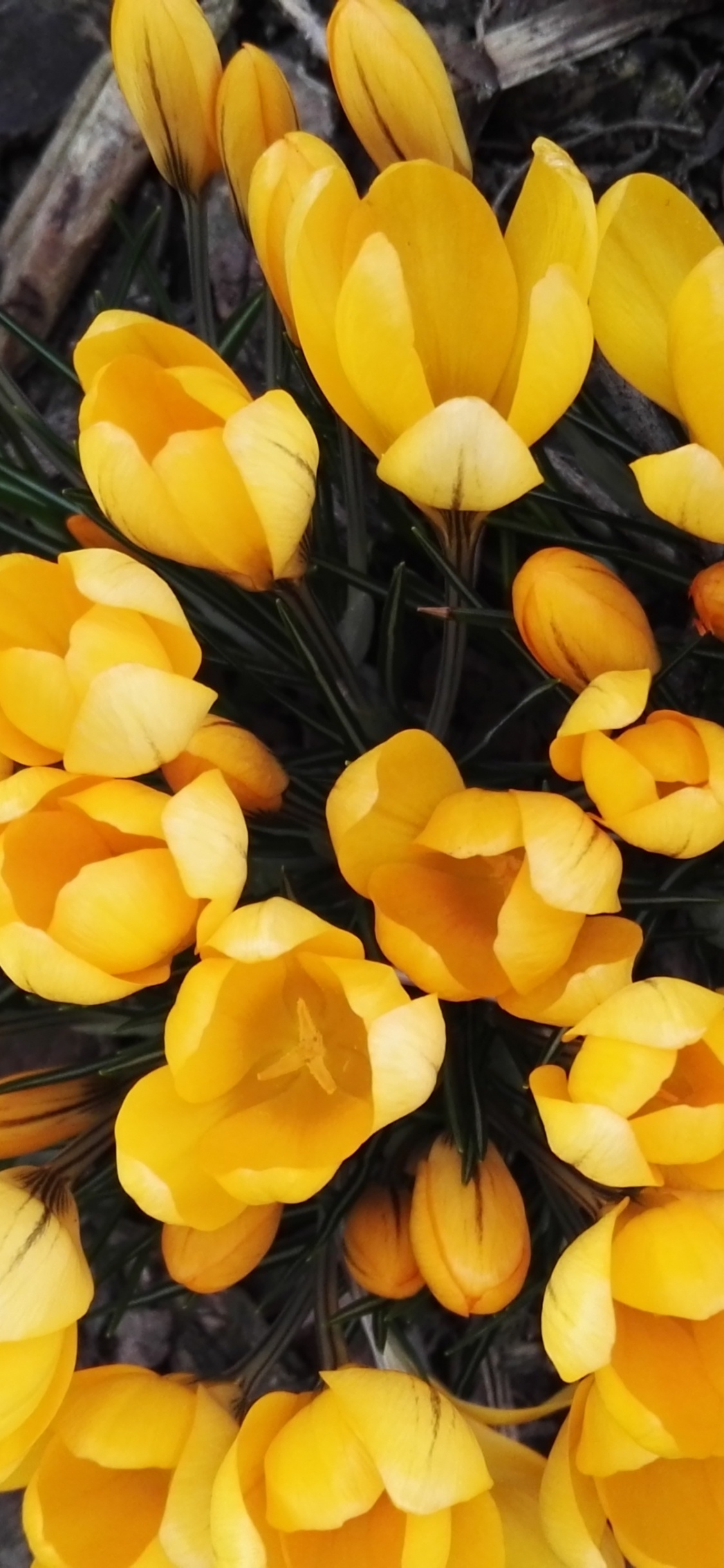 Jonquilles Jaunes en Fleurs Pendant la Journée. Wallpaper in 1125x2436 Resolution